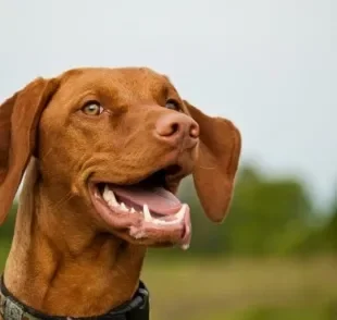 Cachorro quebrou o dente? Veja quais são as possíveis razões por trás disso