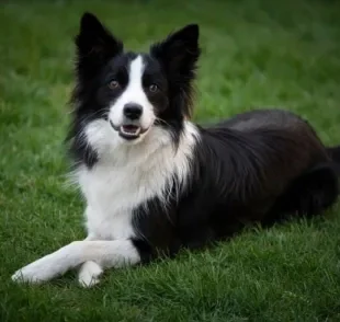 Adestramento de cães: saiba quais raças aprendem truques e ensinamentos mais rápido