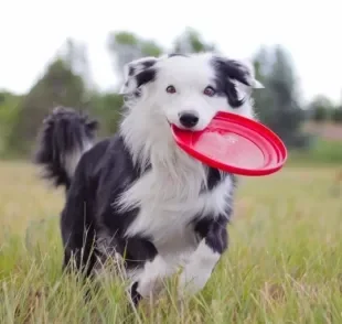 O frisbee para cachorro é capaz de promover vários benefícios para o seu pet