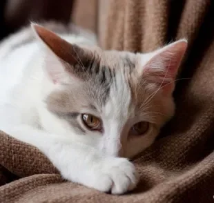 Intoxicação em gatos: entenda quais as reações mais comuns no organismo felino