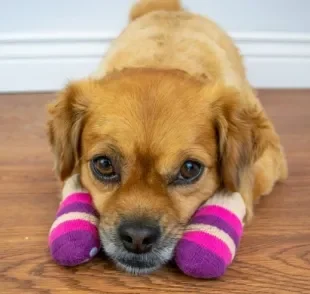 Entenda como as meias para cachorro antiderrapante ajudam na qualidade de vida dos idosinhos!