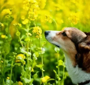 Olfato canino: você já ouviu falar sobre a "memória olfativa" dos cães?