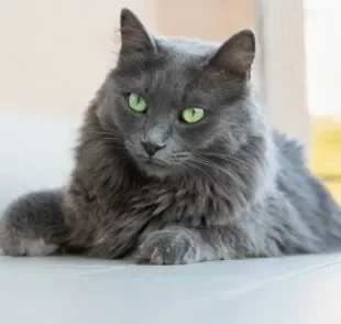 O gato Nebelung é um companheiro leal e dócil que vai fazer você se apaixonar