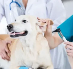 A otite canina é mais comum do que você imagina e pode ser de três tipos diferentes. Saiba mais!