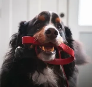 Você tem um cachorro ansioso para passear? Veja como deixar ele menos agitado