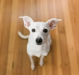 Descubra o que significa quando um cachorro te segue por todos os cômodos da casa