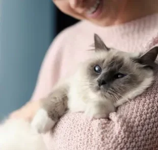 A cegueira em gatos pode ter causas variadas