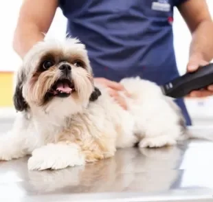 Em alguns casos, tosar cachorro no calor pode trazer benefícios para o animal