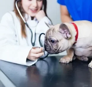 Veja algumas práticas que podem deixar o cachorro doente