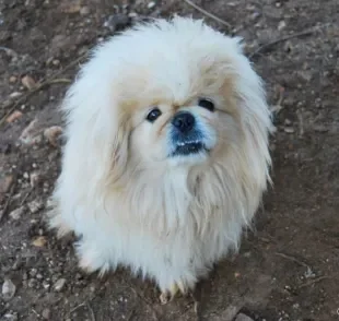 Conheça 4 raças de cachorro que possuem a dominância canina nas veias