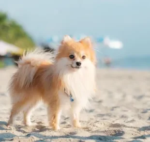 Algumas doenças de cachorro são bastante frequentes no verão, como a otite canina e insolação