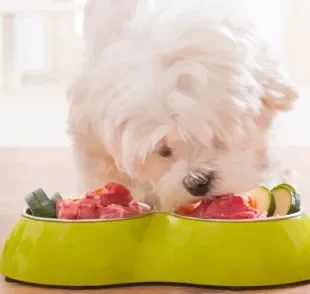 Descubra quais alimentos que prendem o intestino do cachorro