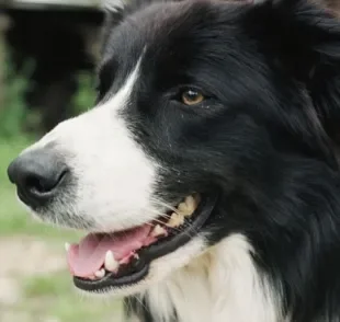 O tártaro no dente de cachorro pode trazer sérias consequências à saúde do animal