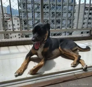 A tela de proteção para cães é essencial para evitar acidentes Na foto, o Bartô aproveita o solzinho na varanda com segurança.