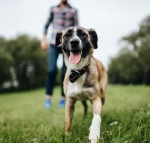 Entenda o processo de amadurecimento do cachorro filhote para a fase adulta