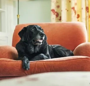 Cachorros idosos demandam cuidados ainda mais específicos para uma velhice tranquila