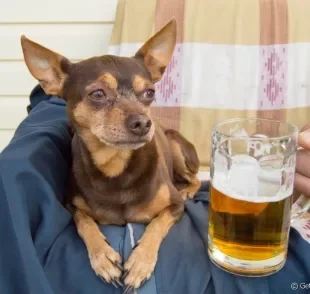 Vinho e cerveja para cachorro? Conheça mais sobre as bebidas formuladas para os pets
