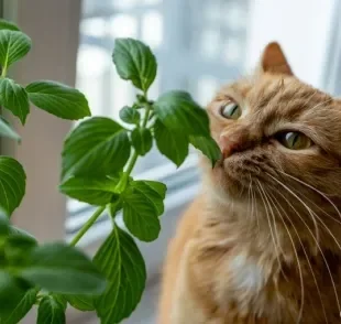Saber quais são as plantas seguras para gatos é um cuidado importante