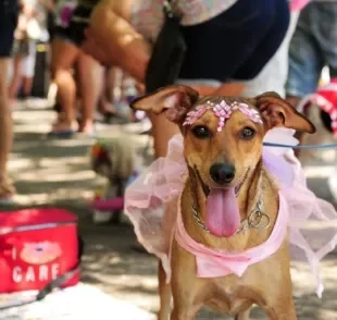 Fantasia para cachorro de Carnaval: confira algumas opções