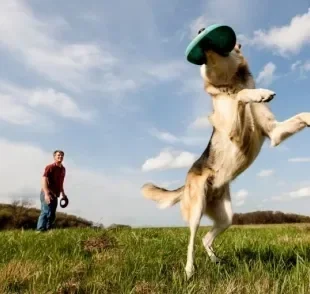 Brincadeiras que cachorros gostam: do frisbee ao agility, conheça algumas opções para divertir o seu amigo!