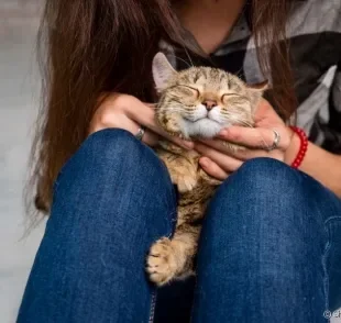 A alergia a gato é causada por uma proteína que é liberada na pelagem durante a autolimpeza