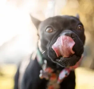 O que você sabe sobre a alimentação do cachorro? Veja alguns mitos e verdades!