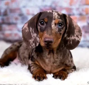 O cachorro salsicha (Dachshund) pode desenvolver dois tipos de alopécia canina