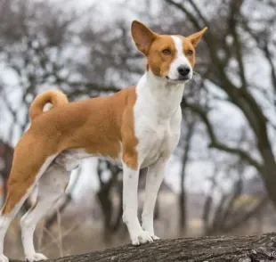 Qual é a raça de cachorro mais antiga do mundo? Do Basenji ao Pequinês, veja alguns exemplos