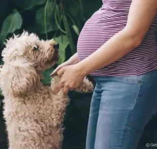 Cachorro sente gravidez: será que é mito ou verdade? Descubra a seguir!