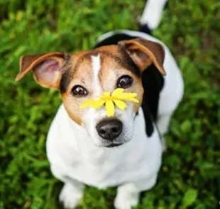 Será que cachorro tem rinite e sinusite? Descubra a resposta logo abaixo