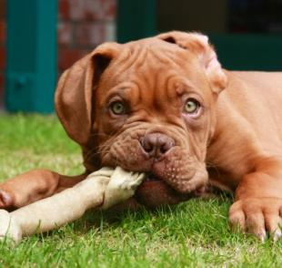 Afinal, será que os cascos e ossos para cachorro fazem mal ou podem ser oferecidos sem problema?