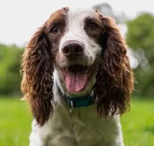 O colapso da traqueia em cães é um quadro sério e evolutivo. Saiba mais sobre a doença!