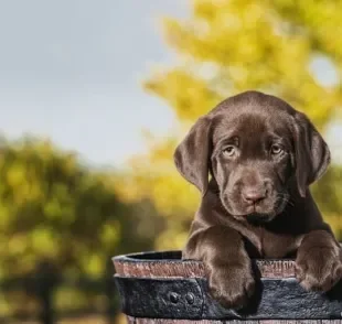 Labrador filhote: veja como esse cãozinho se comporta no dia a dia