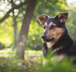 Picada de pernilongo em cachorro: animal corre alguns riscos caso tutores não tenham cuidados