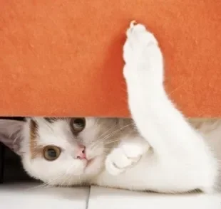 O protetor de sofá para gatos ajuda a evitar a destruição do móvel
