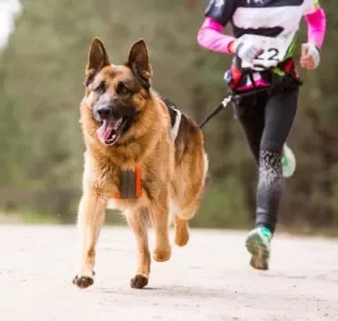 O cachorro corredor precisa de segurança para praticar a atividade