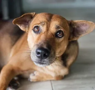 Saiba como conquistar um cachorro sem deixá-lo acuado ou agressivo