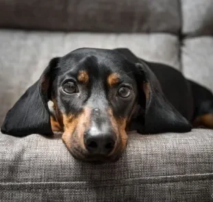 Cachorro vomitando no tapete ou no sofá? Saiba como limpar sem deixar rastros