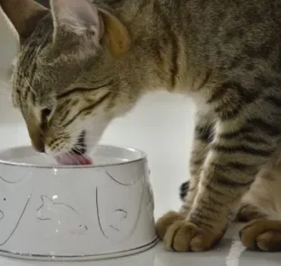 É preciso ficar atento se o gato bebe água suficiente para se manter hidratado