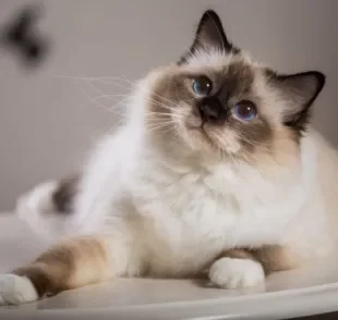 O gato Birmanês fará você se apaixonar com seu jeitinho carinhoso e afetuoso
