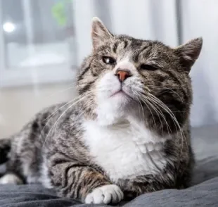 Gatos idosos demandam cuidados essenciais para uma velhice tranquila