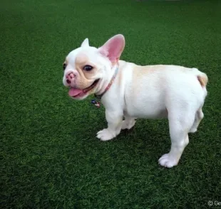 A grama artificial para cachorro oferece muitas vantangens no dia a dia do animal