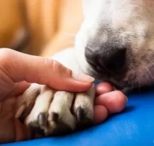 O hidratante para pata de cachorro é ideal para evitar o ressecamento das almofadinhas