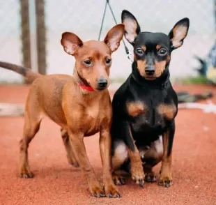 Confira uma lista com 150 ideias de nomes para cachorro Pinscher