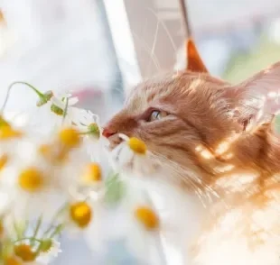 A camomila é uma das flores não-tóxicas para gatos. Veja outras opções indicadas para decorar uma casa com felinos!