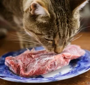 Carne crua para gatos: saiba se o alimento é liberado ou não na dieta dos felinos