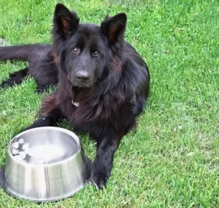 O gelo ajuda a refrescar e ainda pode ser uma brincadeira para os cachorros