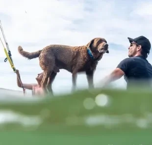 Cachorro surfista: conheça Bono, o cãozinho que é pentacampeão mundial de surf