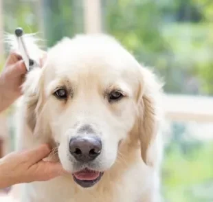 Trimming Golden: conheça mais sobre a tosa indicada para cães da raça