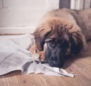 Tapete higiênico para cachorro é um item indispensável na rotina dos pets, mas alguns acham que é brinquedo